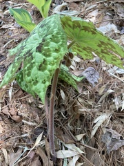 Podophyllum