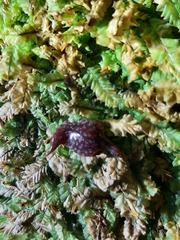 Australopacifica spectabilis