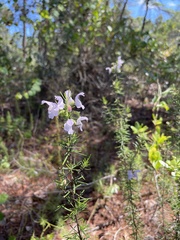 Conradina grandiflora image