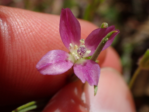 iNaturalist observation photo of Winecup Clarkia