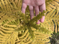 Araucaria columnaris