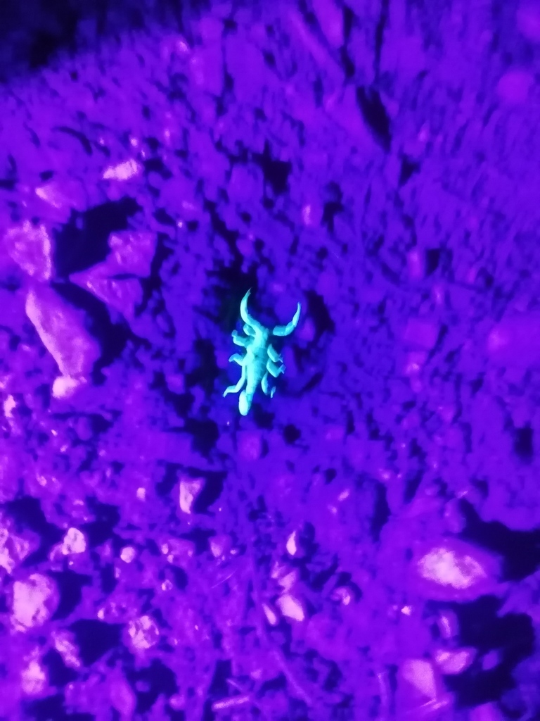 Hoffmannihadrurus aztecus