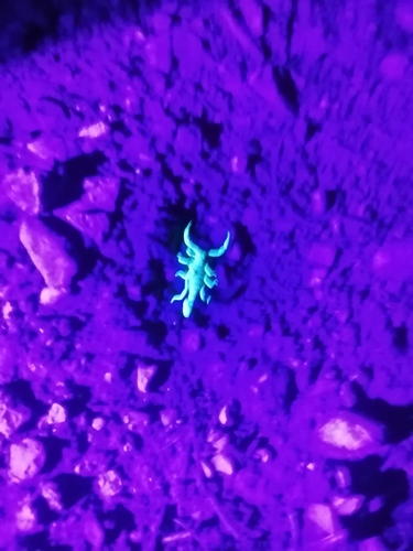 Hoffmannihadrurus aztecus