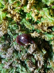 Australopacifica spectabilis