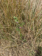 Vicia sativa segetalis