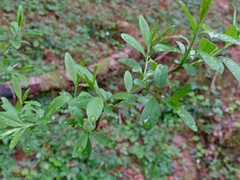 Magnoliopsida