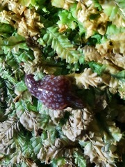 Australopacifica spectabilis