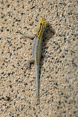 Lygodactylus picturatus