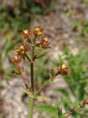 Hypericum perforatum