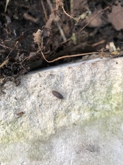 Porcellio scaber