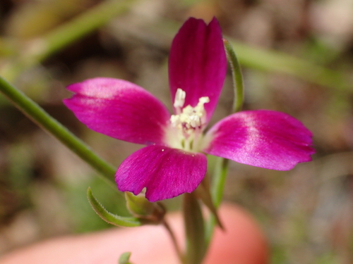 iNaturalist observation photo of Winecup Clarkia