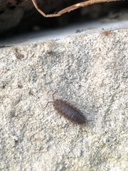 Porcellio scaber