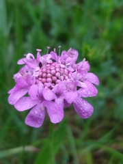 Scabiosa lucida
