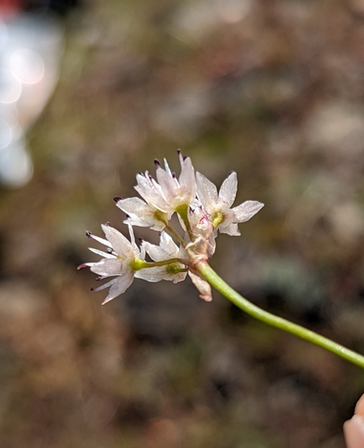 Image of Allium macrum by (c) John A Haskins, some rights reserved (CC BY)