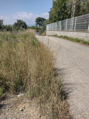 Vicia sativa segetalis