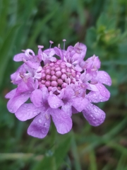 Scabiosa lucida