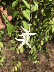 Hancornia speciosa