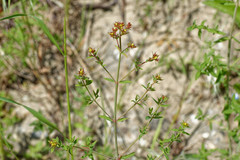Hypericum perforatum