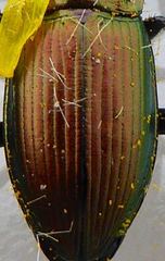 Poecilus versicolor