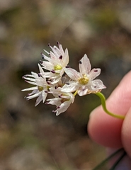 Allium macrum