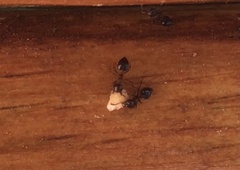 Crematogaster cerasi