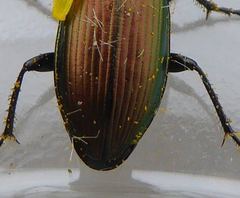Poecilus versicolor