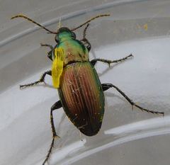 Poecilus versicolor