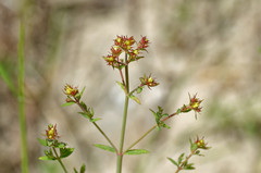 Hypericum perforatum