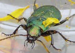 Poecilus versicolor