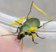 Poecilus versicolor