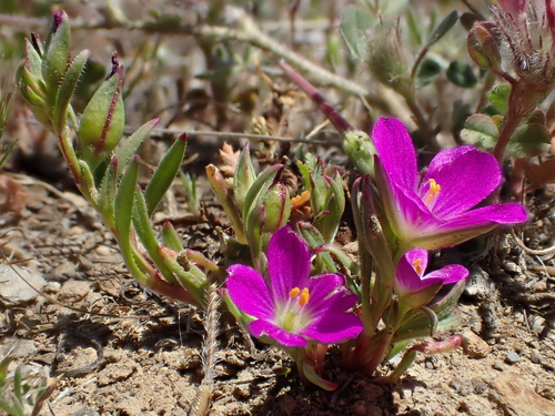 iNaturalist observation photo of redmaids