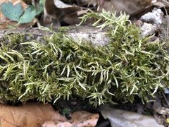 Cirriphyllum
