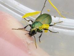 Poecilus versicolor