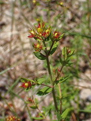 Hypericum perforatum