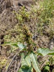 Rumex crispus