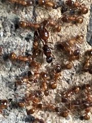 Myrmica