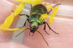 Poecilus versicolor