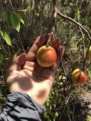 Hancornia speciosa