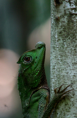 Lyriocephalus scutatus