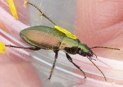 Poecilus versicolor