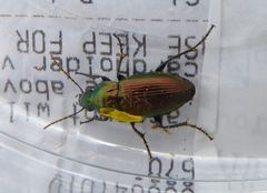 Poecilus versicolor