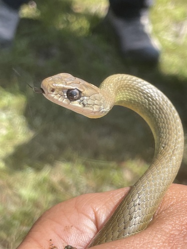iNaturalist observation photo of Western Yellow-bellied Racer