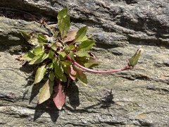Taraxacum officinale
