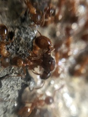 Myrmica