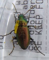 Poecilus versicolor
