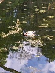 Anas platyrhynchos
