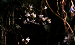 Phalaenopsis