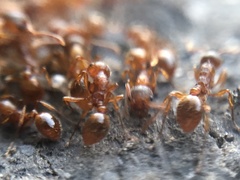 Myrmica