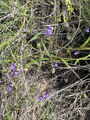 Neogaerrhinum strictum