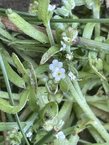 iNaturalist observation photo of Popcornflowers